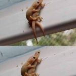 Did you know : When a lizard visits your house, it’s a sign… see more