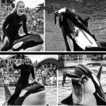 Coach Orca is Destroy by this thing while … see more